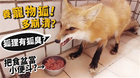 養狐狸